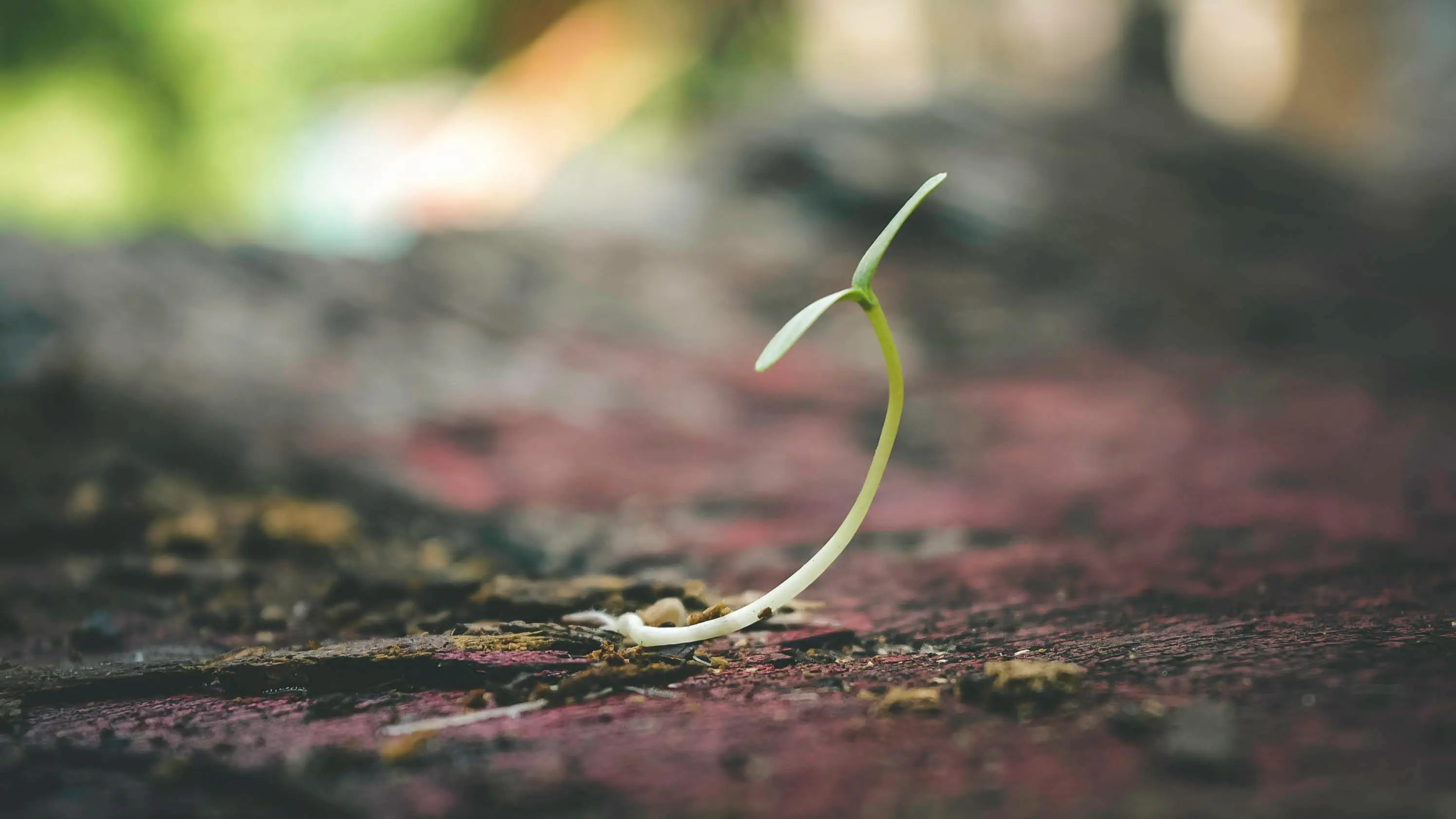 A growing plant